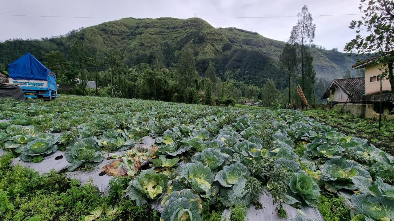 Arum Bromo Villas Ngadisari Esterno foto